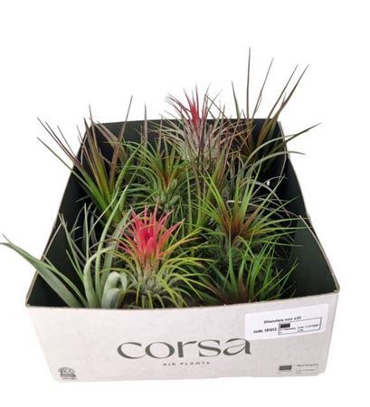 Tillandsia Ionantha Groen X20