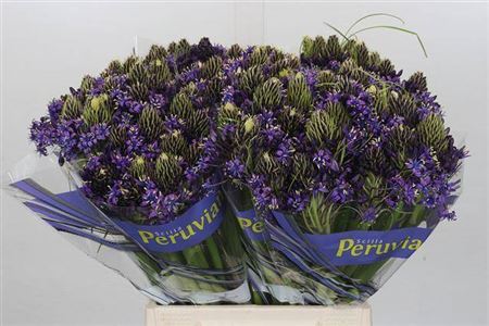 Scilla Peruviana Extra