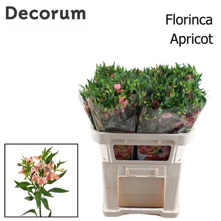 Alst Fl Char Apricot