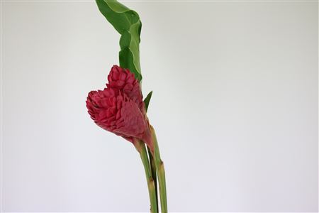 Alpinea Red King