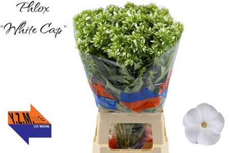 Phlox P Whitecap