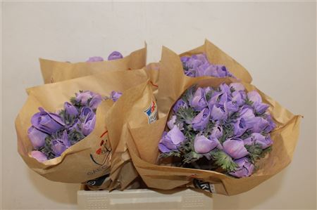 Anem Marianne Powder Lavender