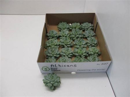 Echeveria Albicans Klein X20