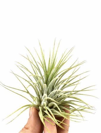 Tillandsia Ionantha Groen X20