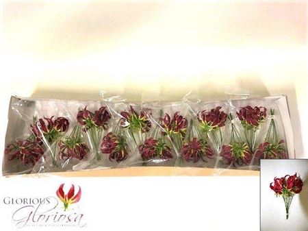 Gloriosa Rothschild