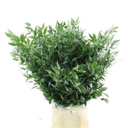 Ruscus Soft Middle 120 Gram