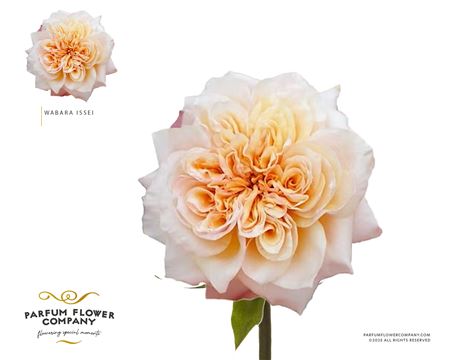 Rosa A Wabara Issei