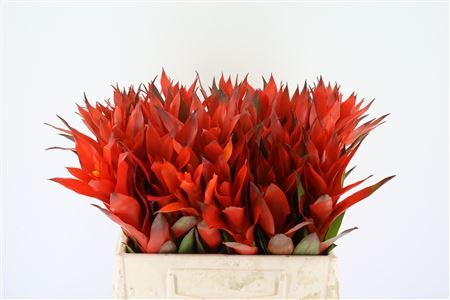 Bromelia Cherry