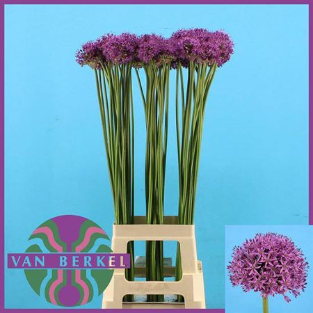 Allium Gladiator