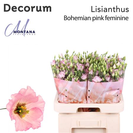 Eus E Bohemian Femin