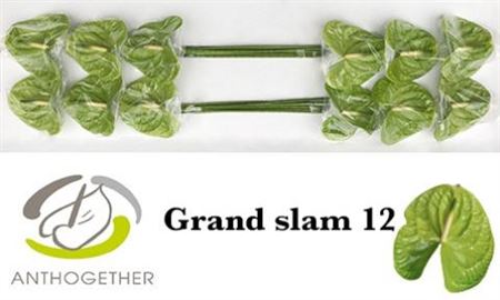 Anth A Grand Slam 12