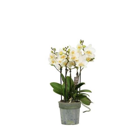 Phal Boquetto Beauty 3-5 Tak