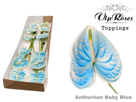 Ant A Baby Blue