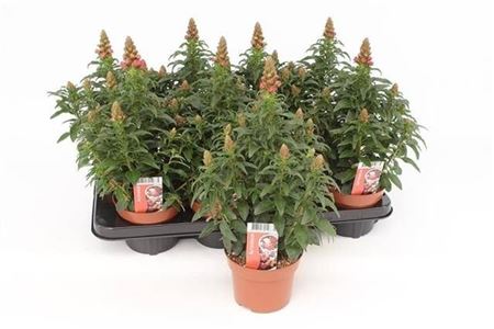 Antirrhinum Majus Orange
