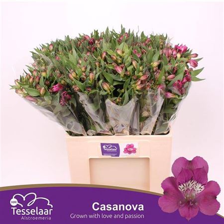Alstr Casanova (60 Cm)