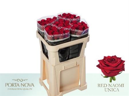 R Gr Red Naomi P Nova