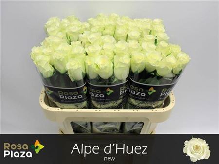 R Gr Alpe Dhuez