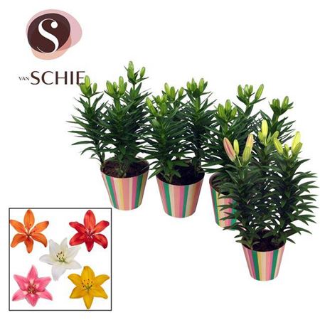 Lil Az Gemengd 3pp Potcover Stripes