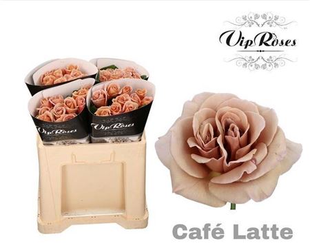 Rosa Large Flowered Caf� Latte