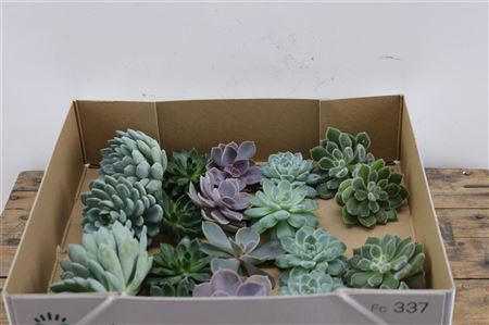 Echeveria Gemengd Klein X20