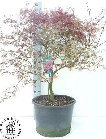 Acer Pa Garnet Xxl
