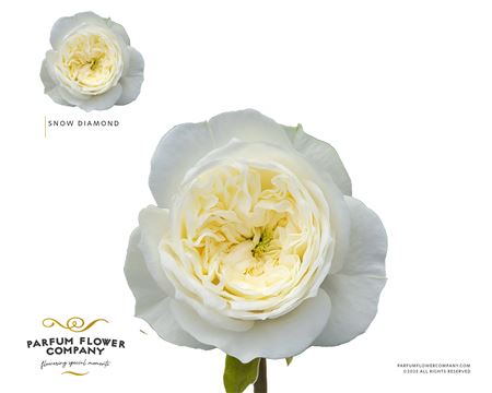 Rosa Garden Snow Diamond