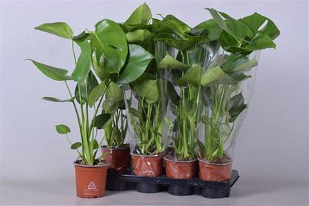 Monstera Deliciosa