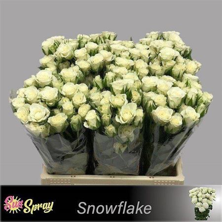 R Tr Snowflake