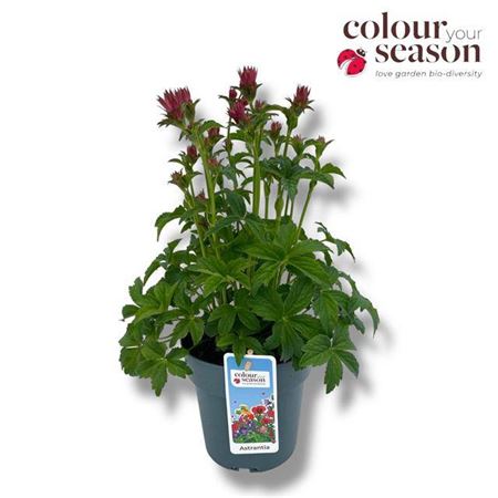 Astrantia Pink Pride
