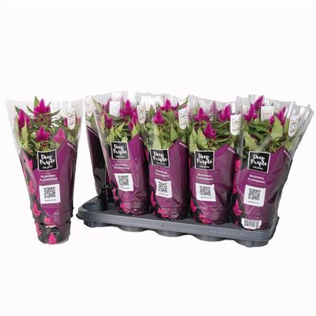 Celosia Deep Purple X10
