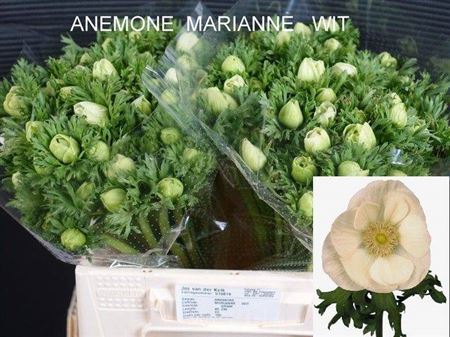 Anem Co Mar White