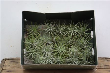 Tillandsia Ionantha Groen X20