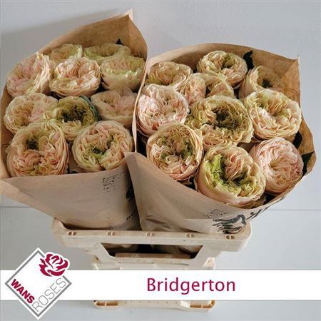R Gr Bu Bridgerton