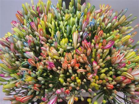 Agapanthus Rainbow