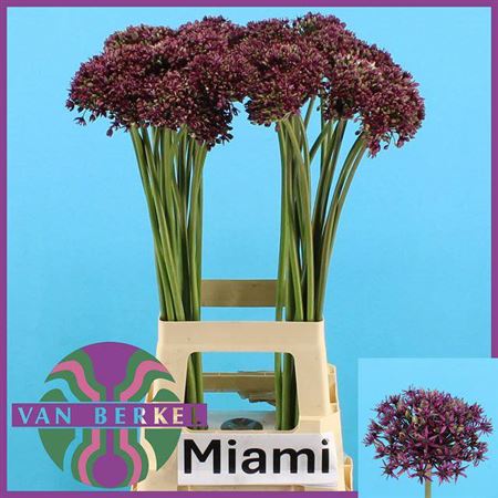Allium Miami