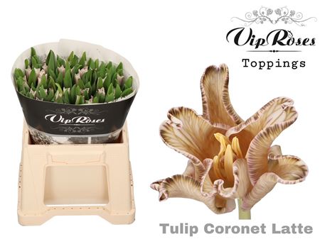 Tu Co Coronet Latte