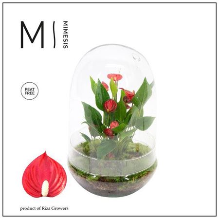 Anthu An Million Flowers Red Terrarium