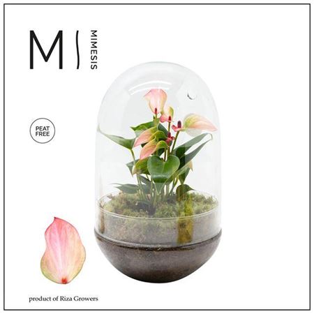 Anthurium Karma Hotlips - T