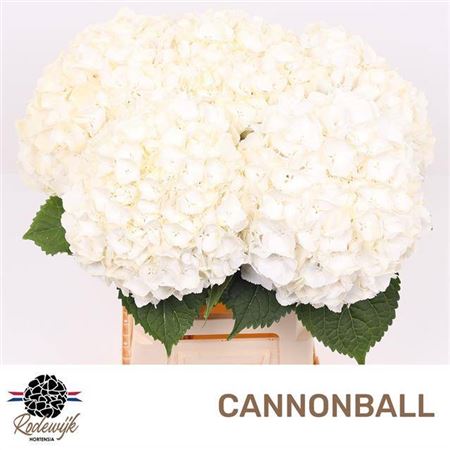 Hydr M Cannonball