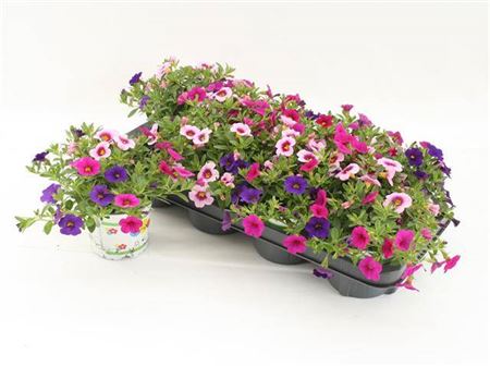 Calibrachoa Trixi Flamingo