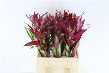 Bromelia Borocay