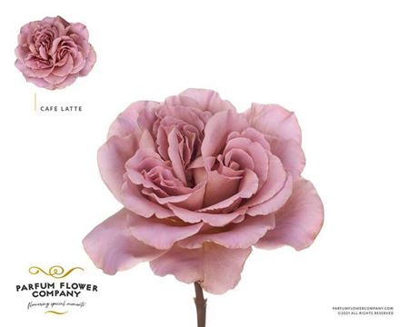 R Gr Garden Parfum Cafe Latte