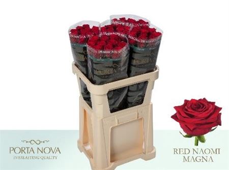 R Gr Red Naomi P Nova