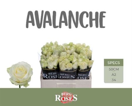 R Gr Avalanche+ A2 X 60