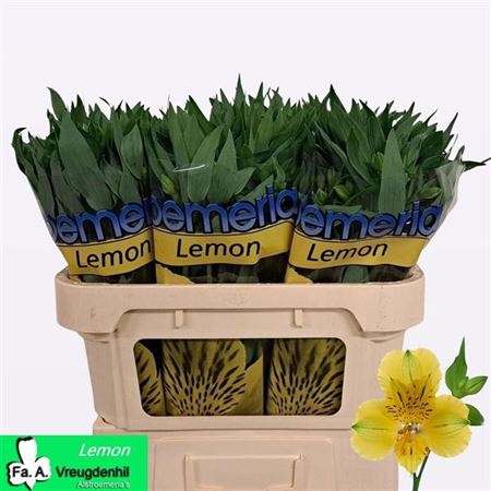 Alstr Lemon