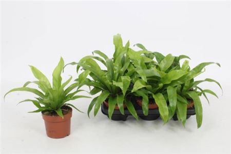Asplenium Antiquum