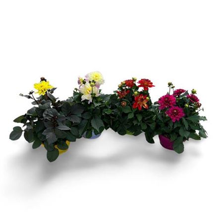 Dahlia 21 Cm Mix