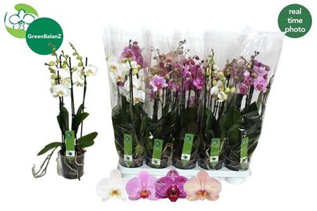 Phal Gem 4 Tak 20+