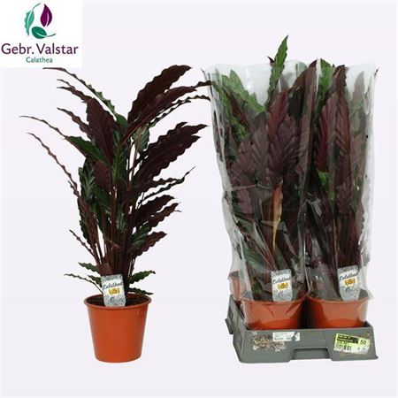 Calathea Wavestar