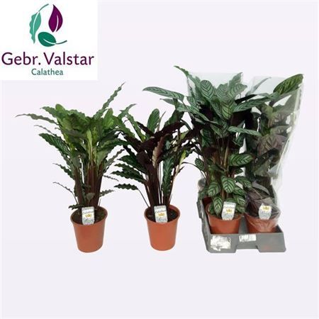 Calathea Gemengd